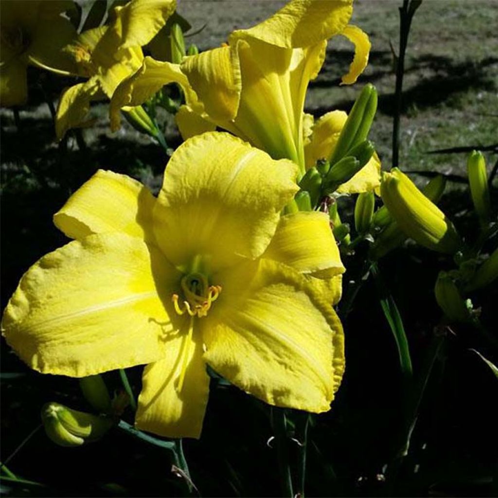 Hemerocallis Jannick's Choice - Taglilie