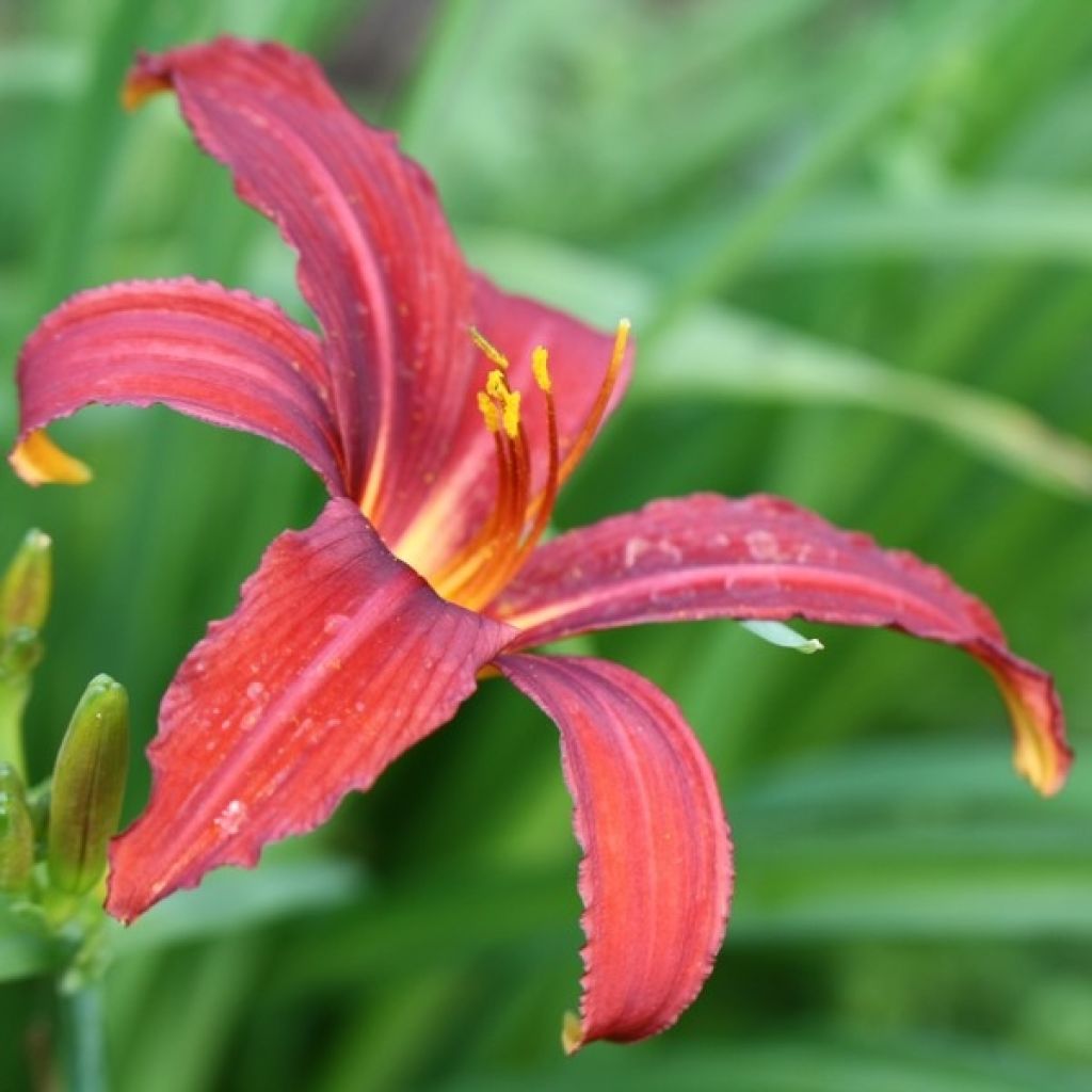 Hemerocallis Sammy Russel - Taglilie