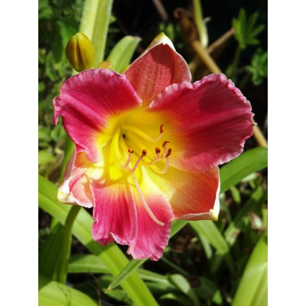 Hemerocallis Final Touch - Taglilie