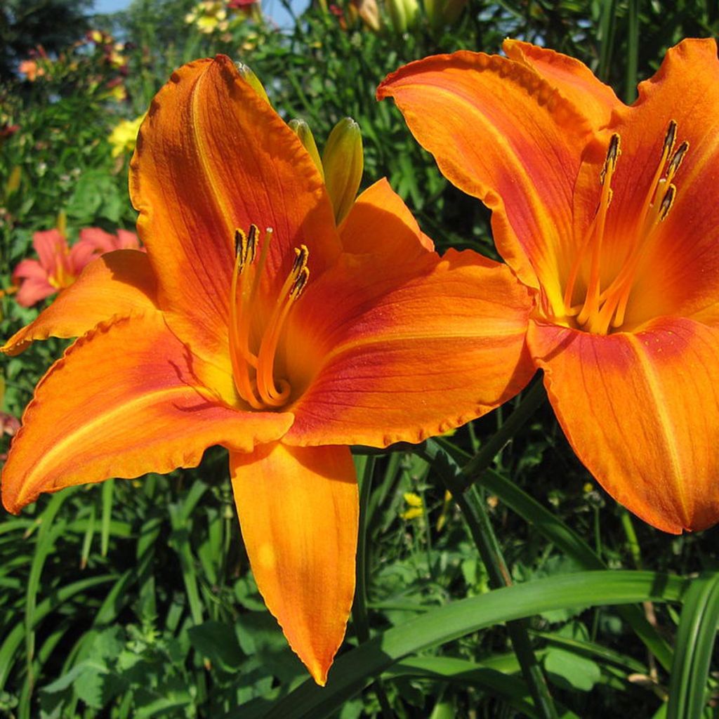 Hemerocallis Burning Daylight - Taglilie