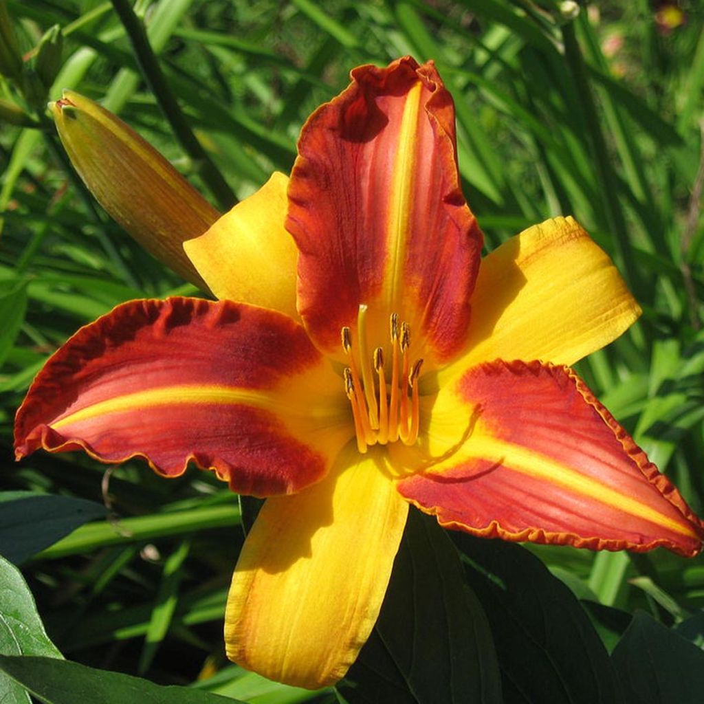 Hemerocallis Frans Hals - Taglilie