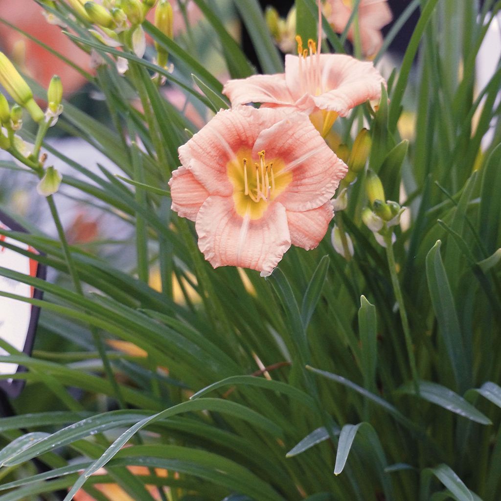 Hemerocallis Everydaylily Rose - Taglilie