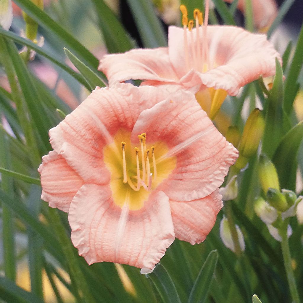 Hemerocallis Everydaylily Rose - Taglilie