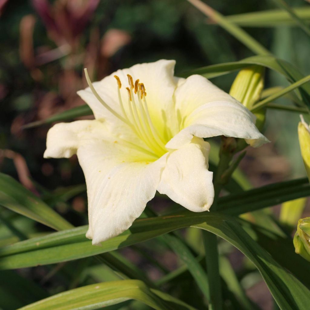 Hemerocallis Joan Senior - Taglilie