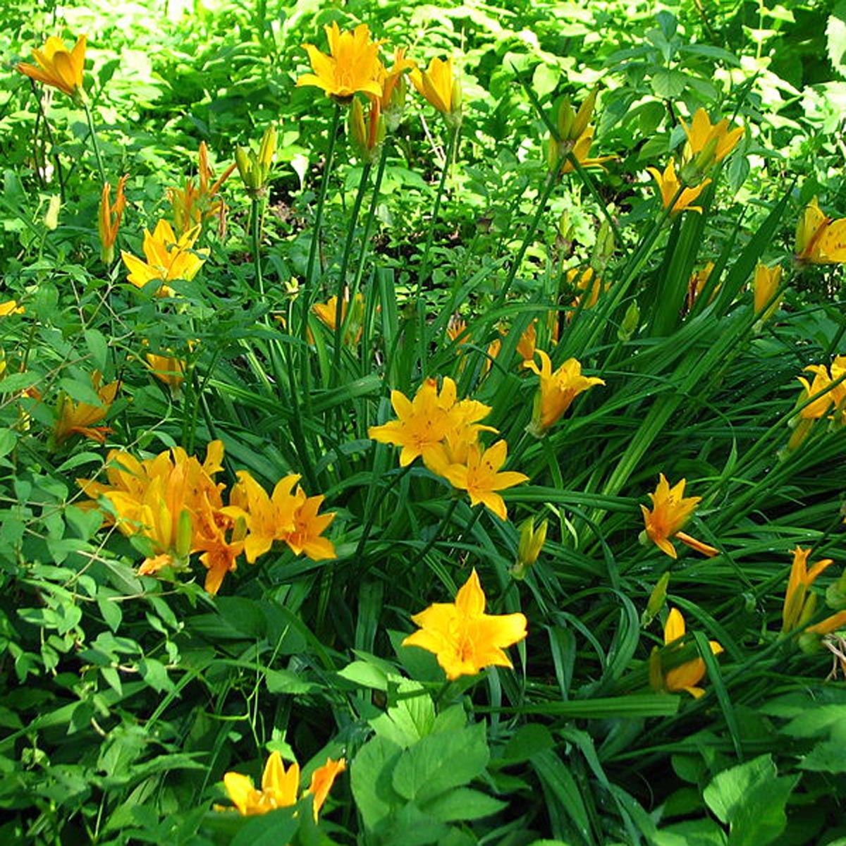 Hemerocallis middendorffii - Taglilie