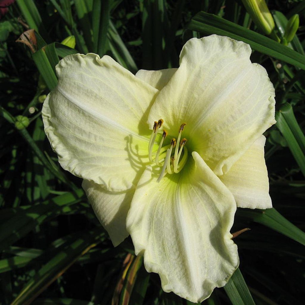 Hemerocallis White Temptation - Taglilie