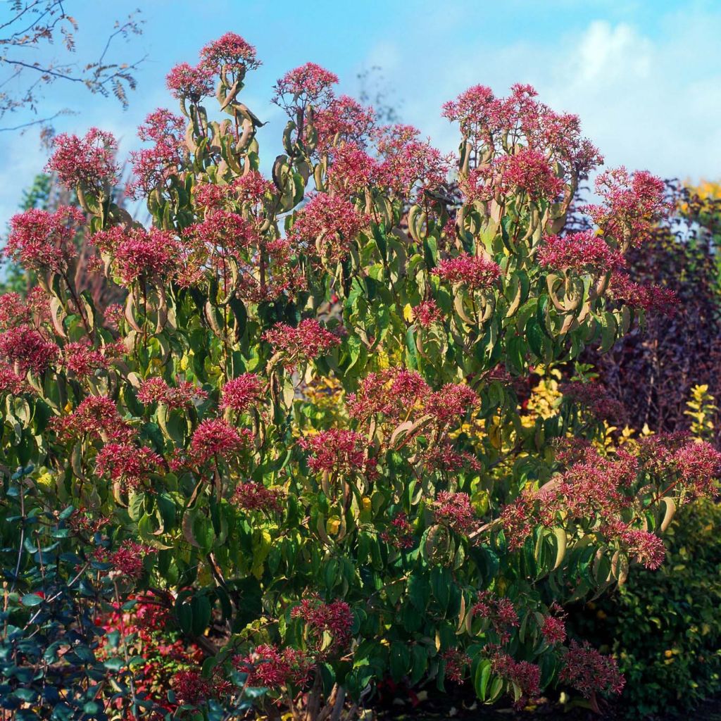 Sieben-Glocken - Heptacodium miconioides