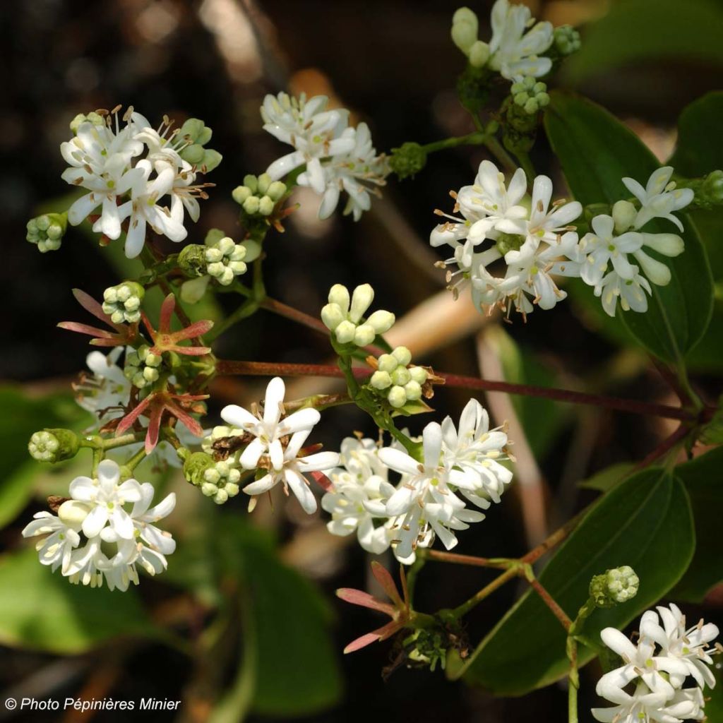 Sieben-Glocken - Heptacodium miconioides