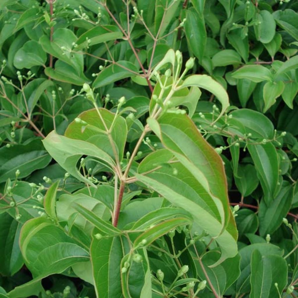 Sieben-Glocken - Heptacodium miconioides