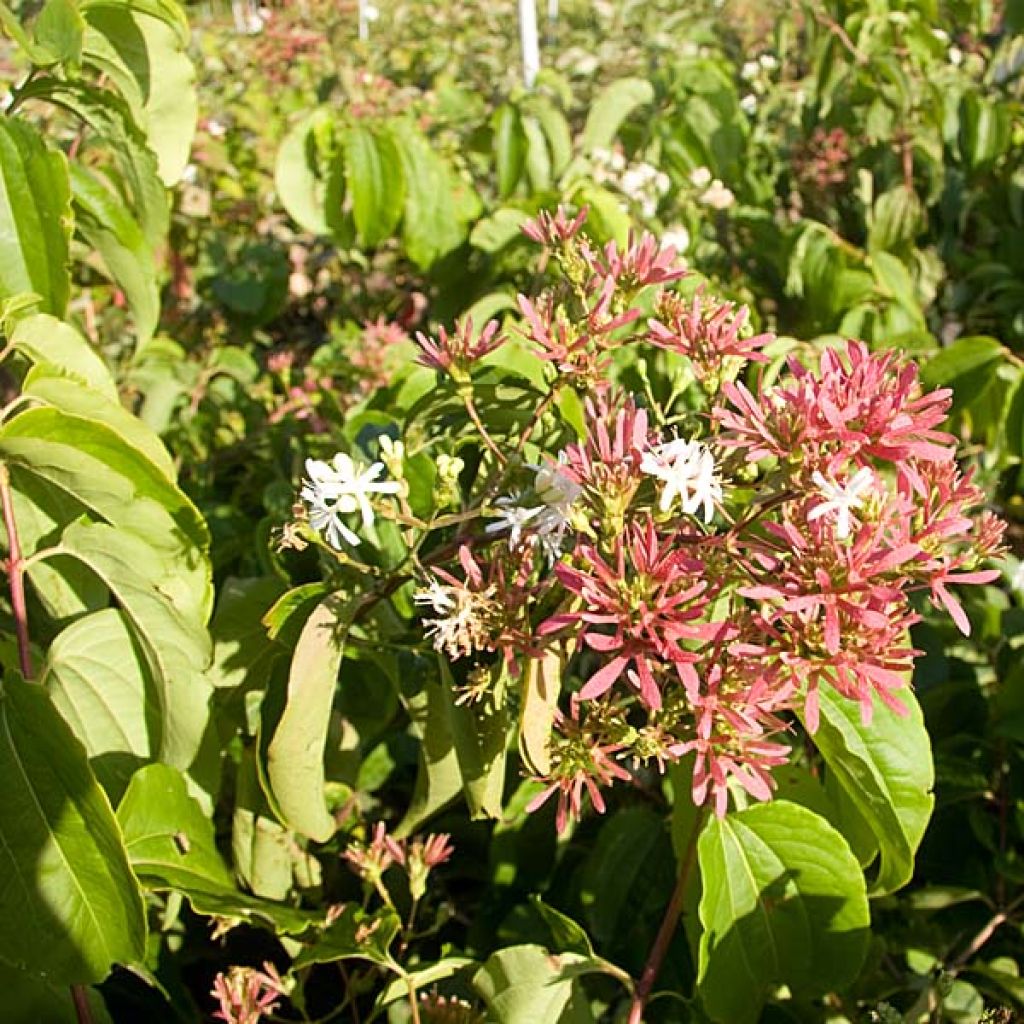 Sieben-Glocken - Heptacodium miconioides