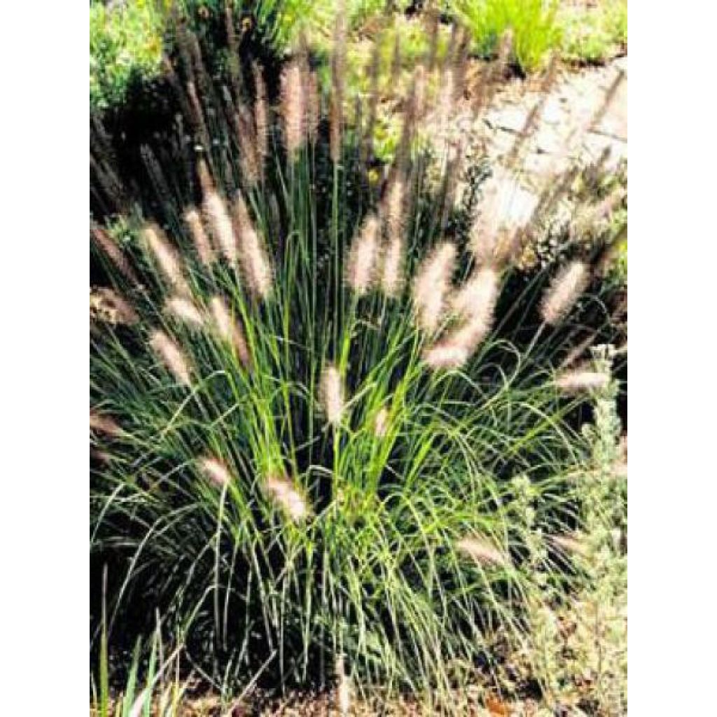 Pennisetum alopecuroides Herbstzauber, Herbe aux écouvillons