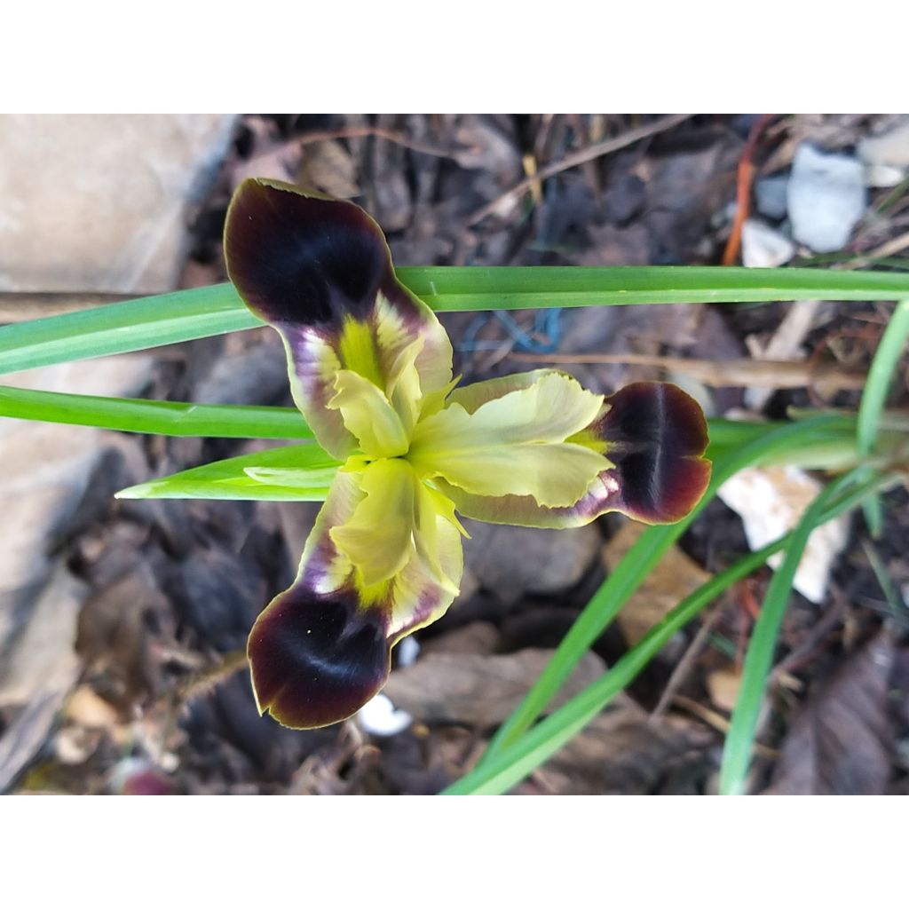 Iris tuberosus - Hermesfinger