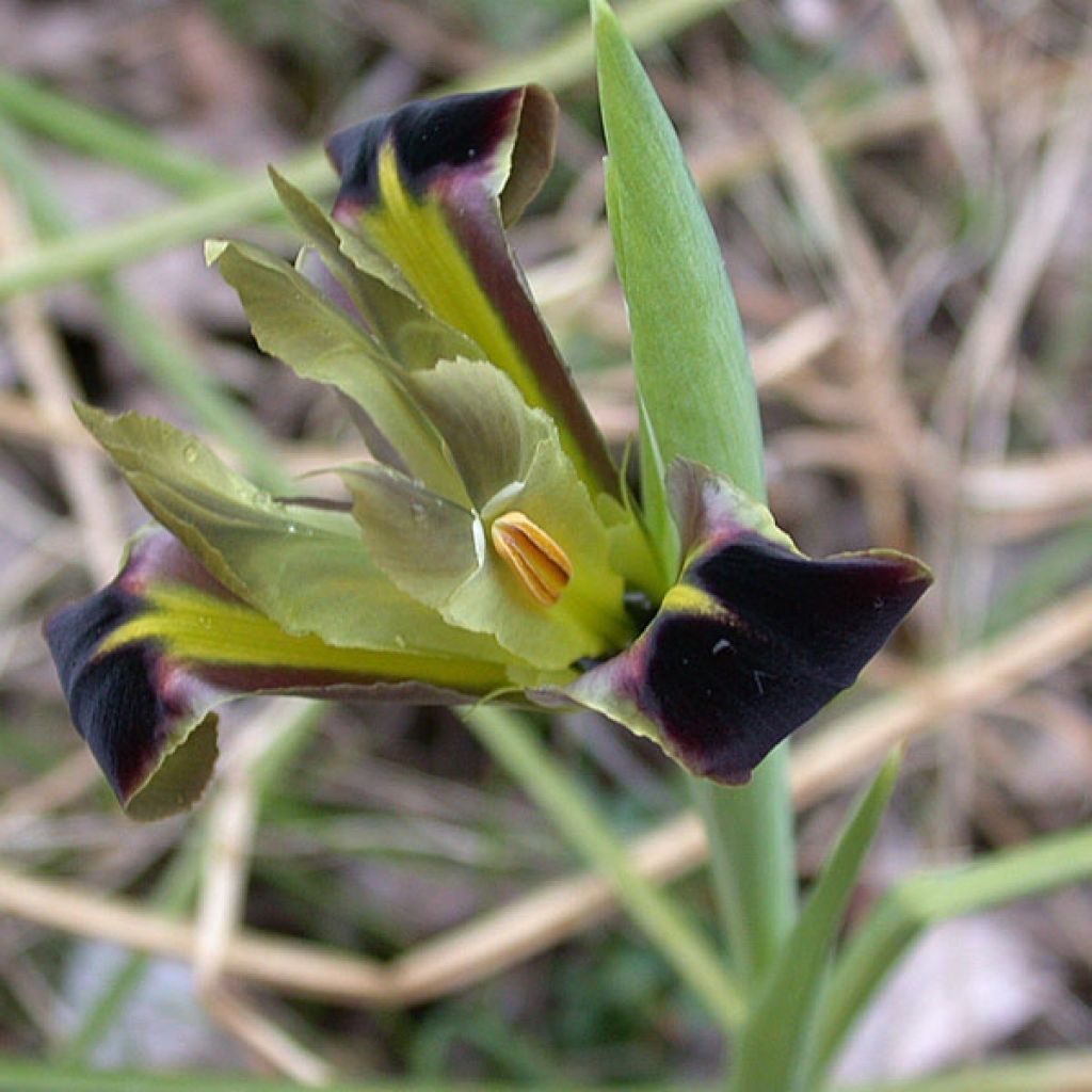 Iris tuberosus - Hermesfinger