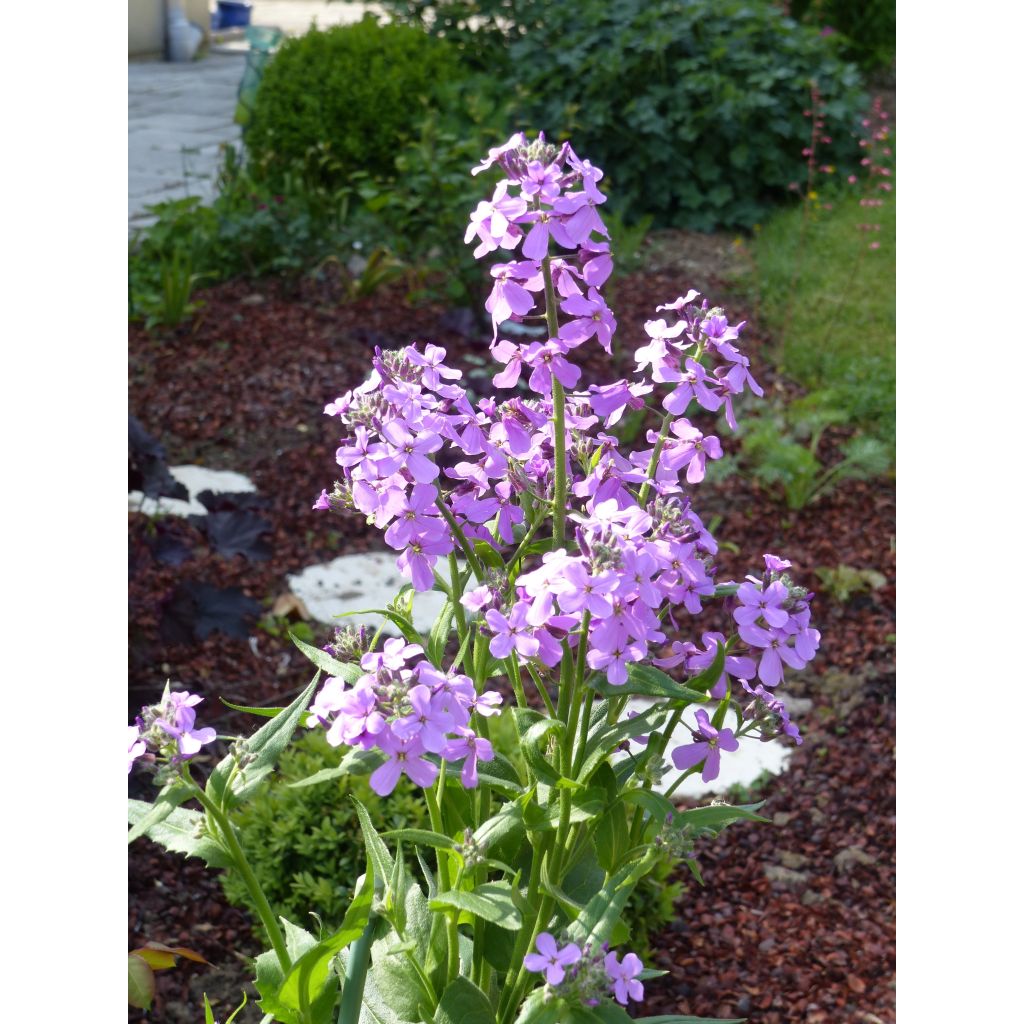 Gemeine Nachtviole - Hesperis matronalis