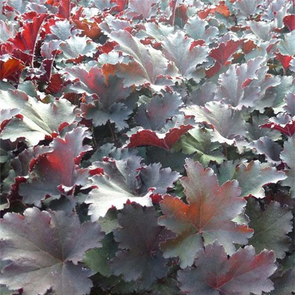 Heuchera Binoche - Purpurglöckchen