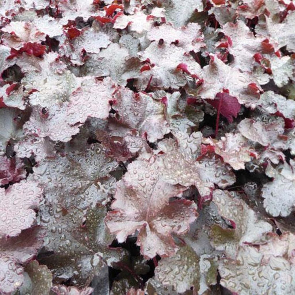 Heuchera Black Beauty - Purpurglöckchen