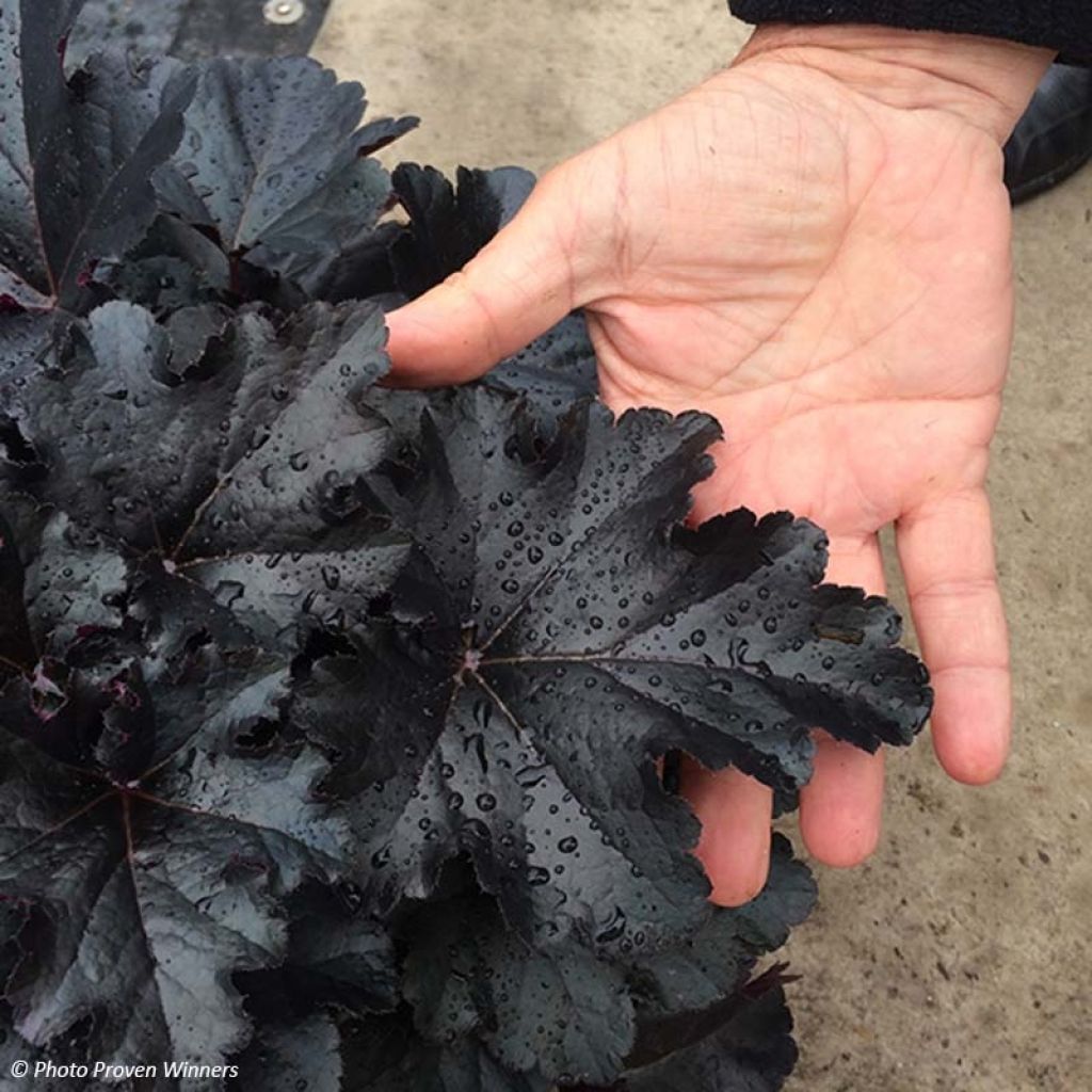 Heuchera Black Pearl - Purpurglöckchen