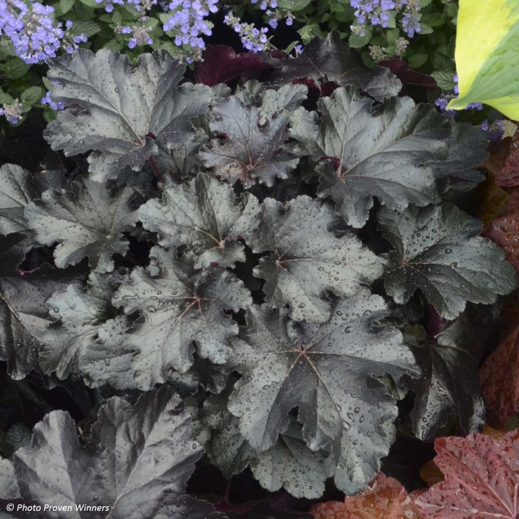 Heuchera Black Pearl - Purpurglöckchen