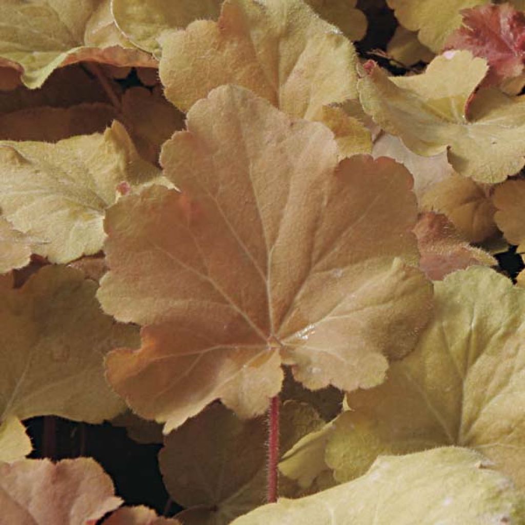 Heuchère - Heuchera Caramel