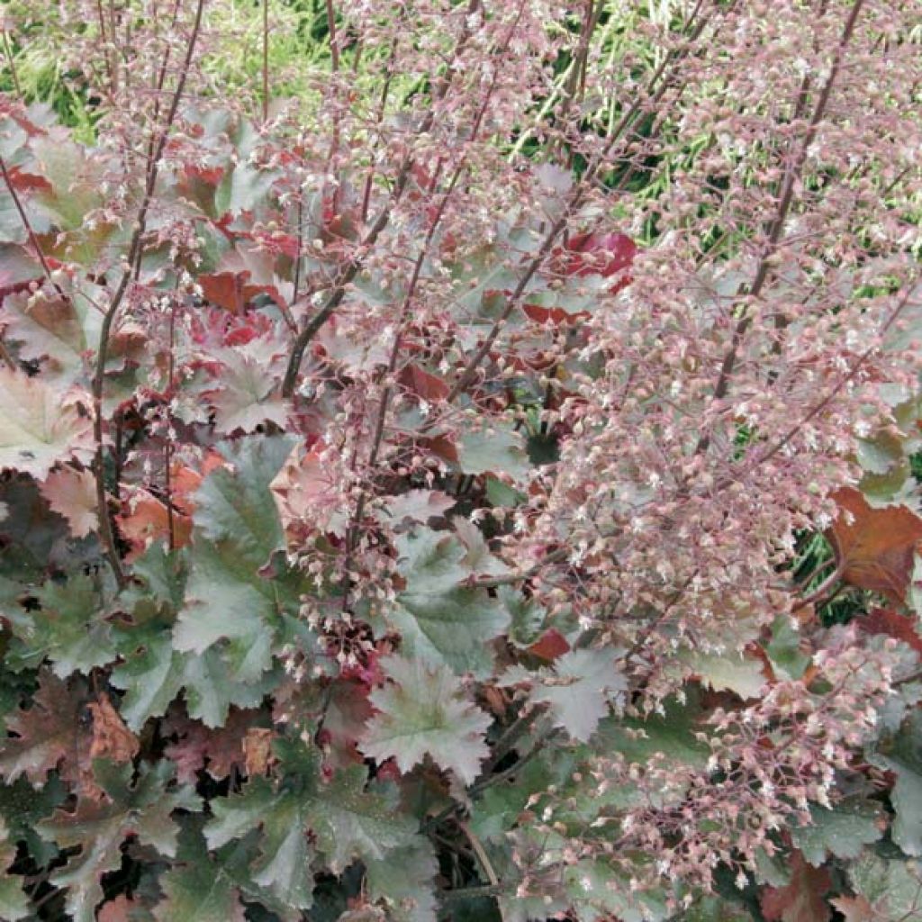 Heuchera Chocolate Ruffle - Purpurglöckchen