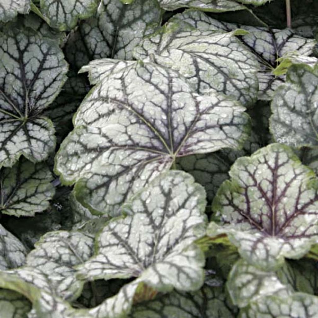 Heuchera Green Spice - Purpurglöckchen