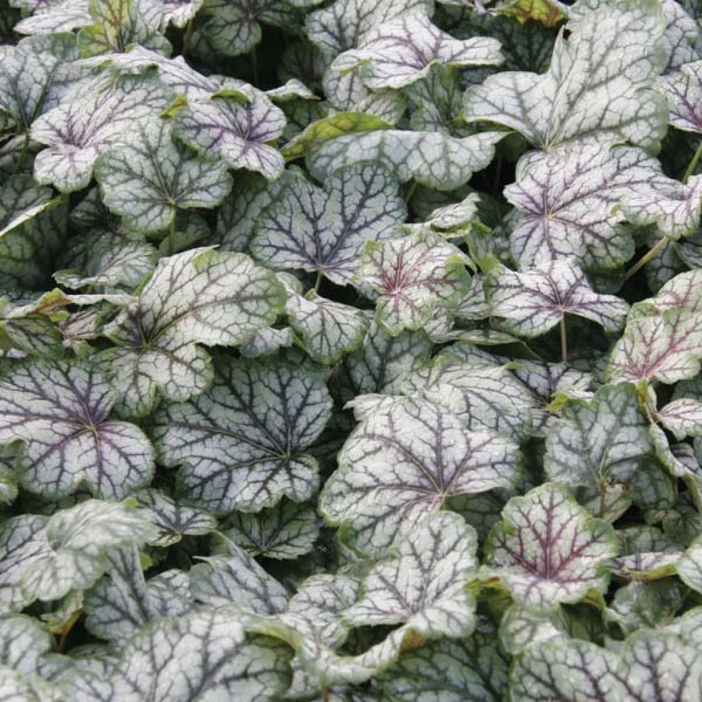 Heuchère - Heuchera Green Spice