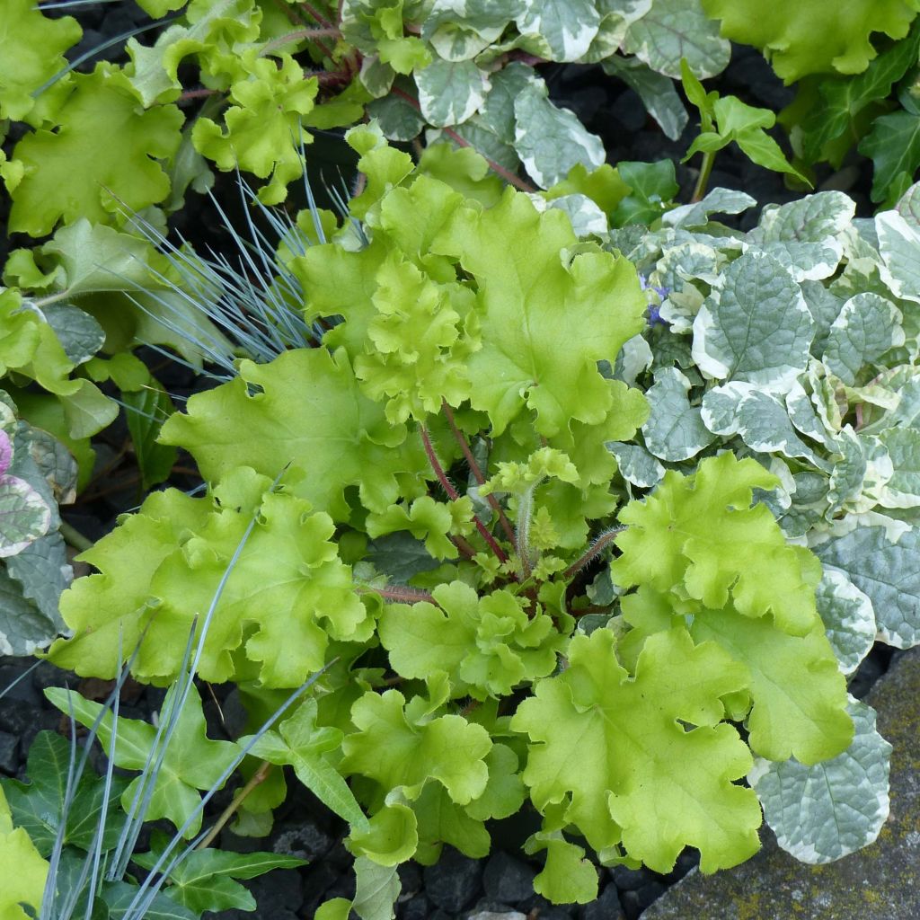 Heuchère - Heuchera Lime Marmalade