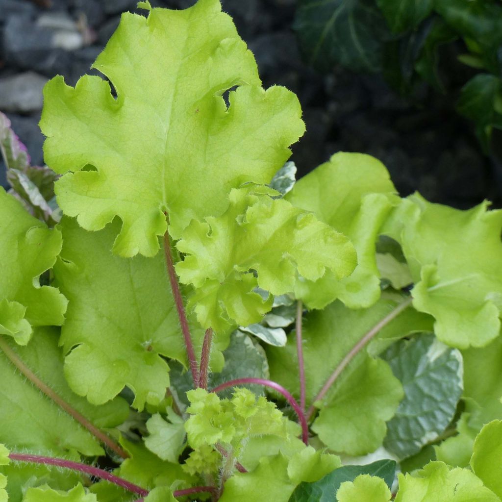 Heuchera Lime Marmalade - Purpurglöckchen