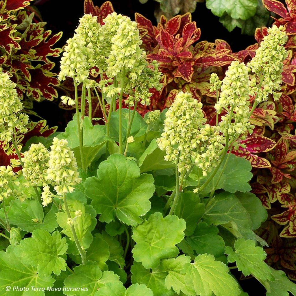 Heuchera Little Cutie Blondie in Lime - Purpurglöckchen