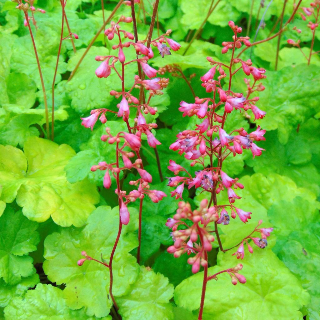 Heuchera Little Cuties Sweet Tart - Purpurglöckchen