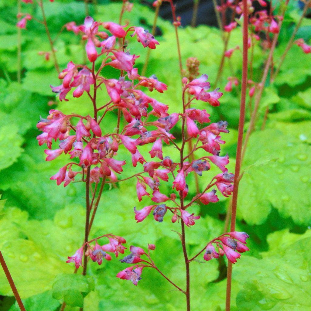 Heuchera Little Cuties Sweet Tart - Purpurglöckchen