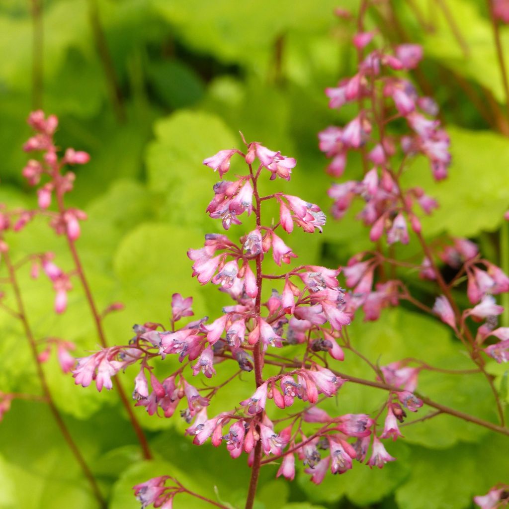 Heuchera Little Cuties Sweet Tart - Purpurglöckchen