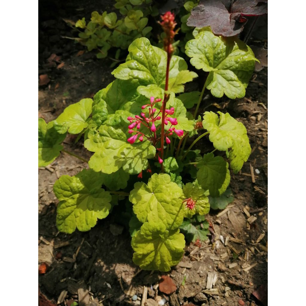 Heuchera Little Cuties Sweet Tart - Purpurglöckchen