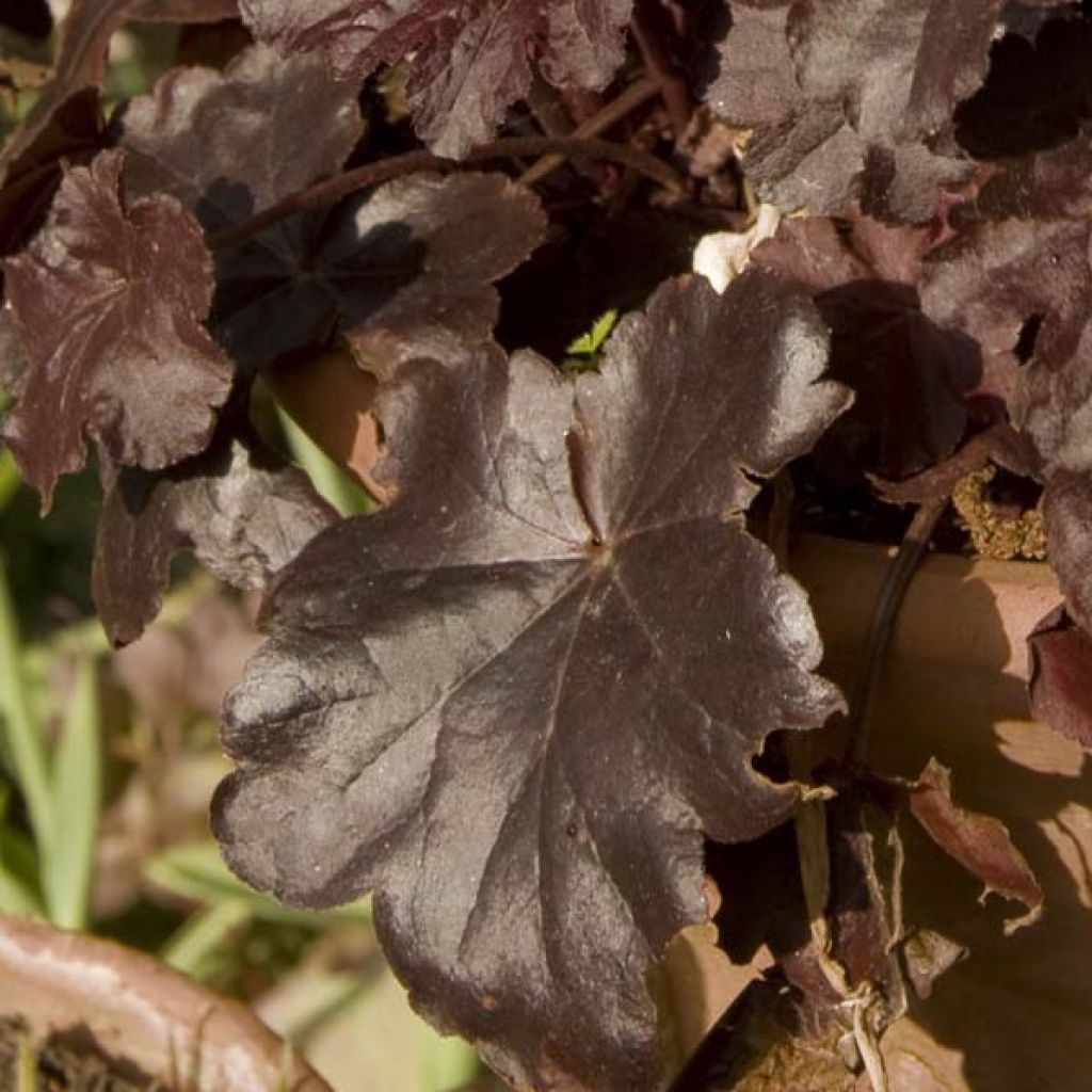 Heuchera Obsisian - Purpurglöckchen