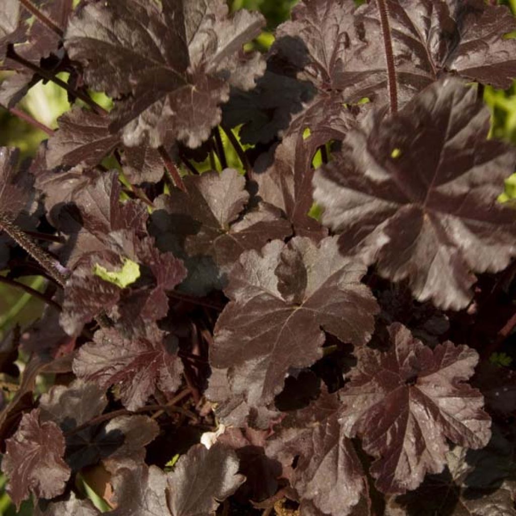 Heuchère, Heuchera Obsidian