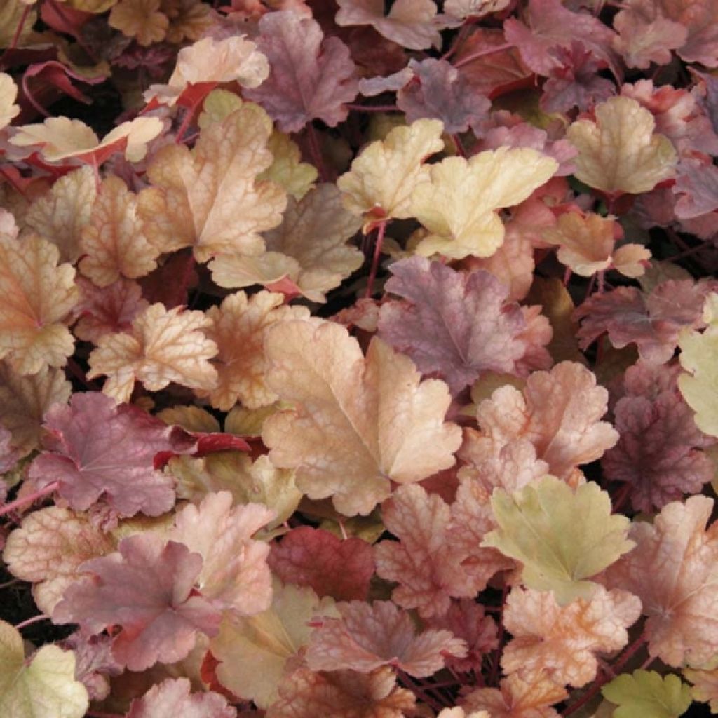 Heuchera Peach flambé - Purpurglöckchen