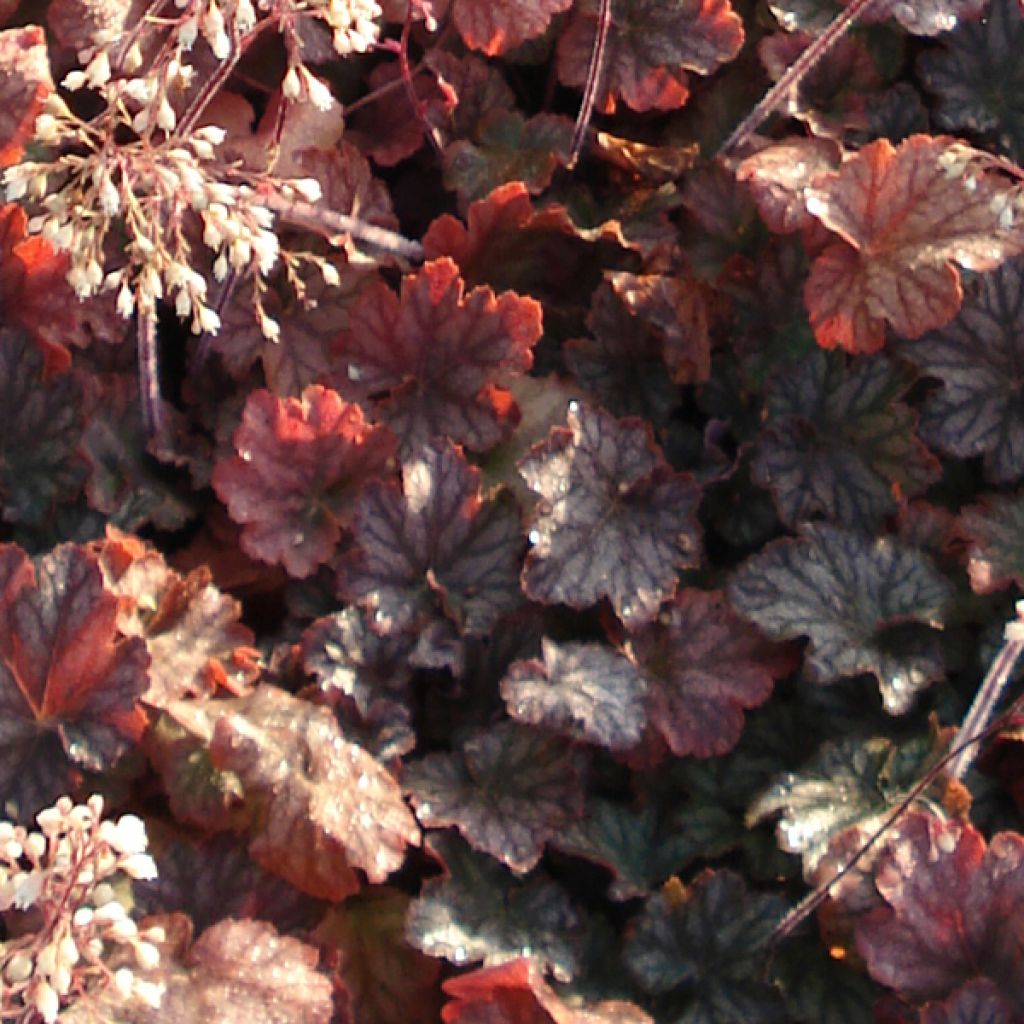 Heuchera Pinot Noir - Purpurglöckchen