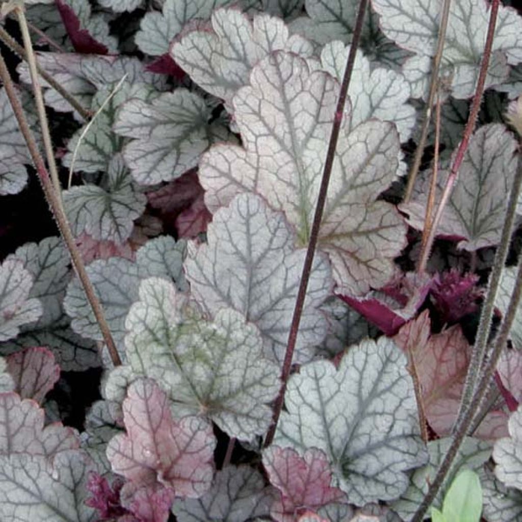 Heuchère - Heuchera Silver Scrolls