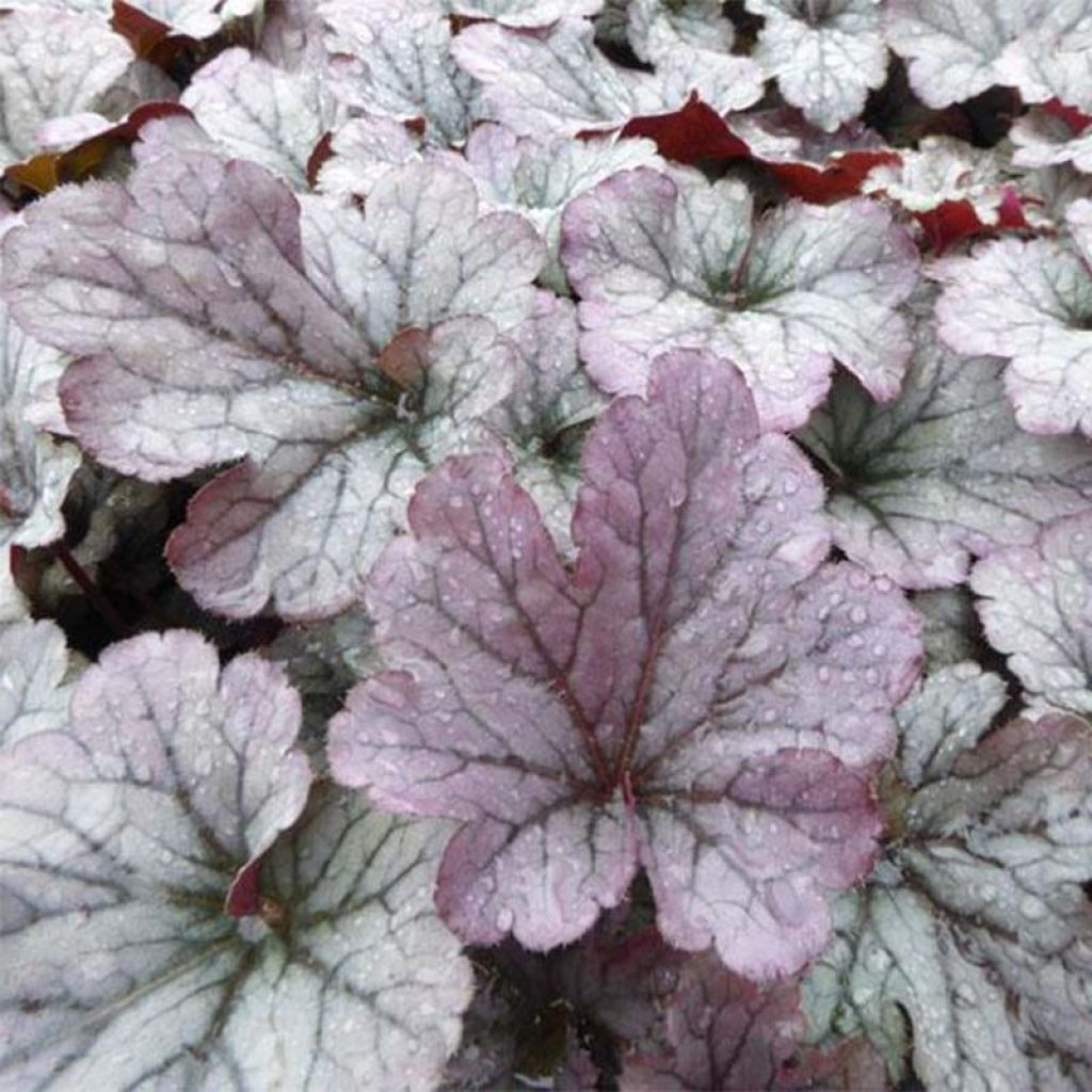 Heuchera Sloeberry - Purpurglöckchen