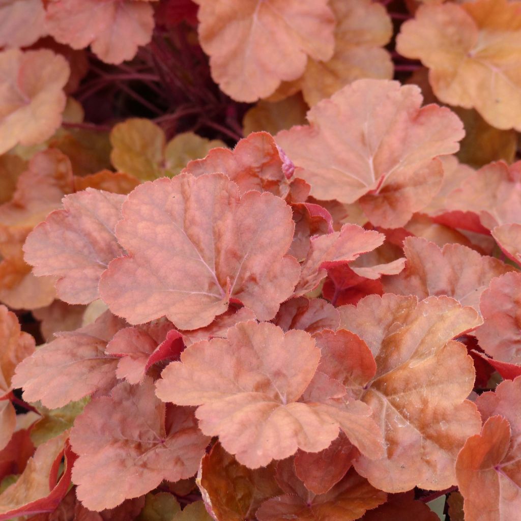 Heuchera Timeless Orange - Purpurglöckchen