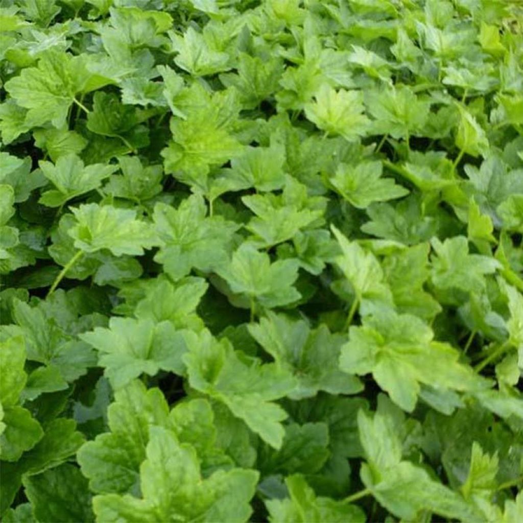 Heuchera Chantilly - Purpurglöckchen