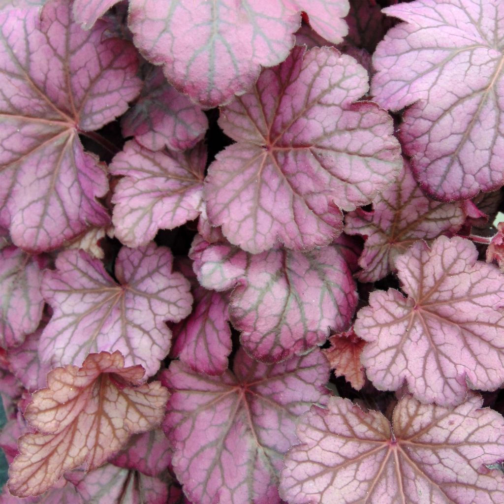 Heuchera Wild Rose - Purpurglöckchen