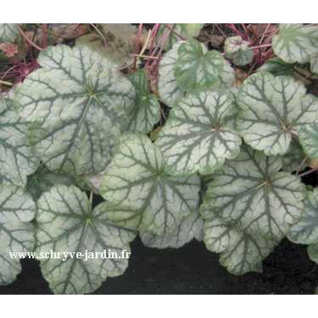 Heuchera Mint Frost - Purpurglöckchen