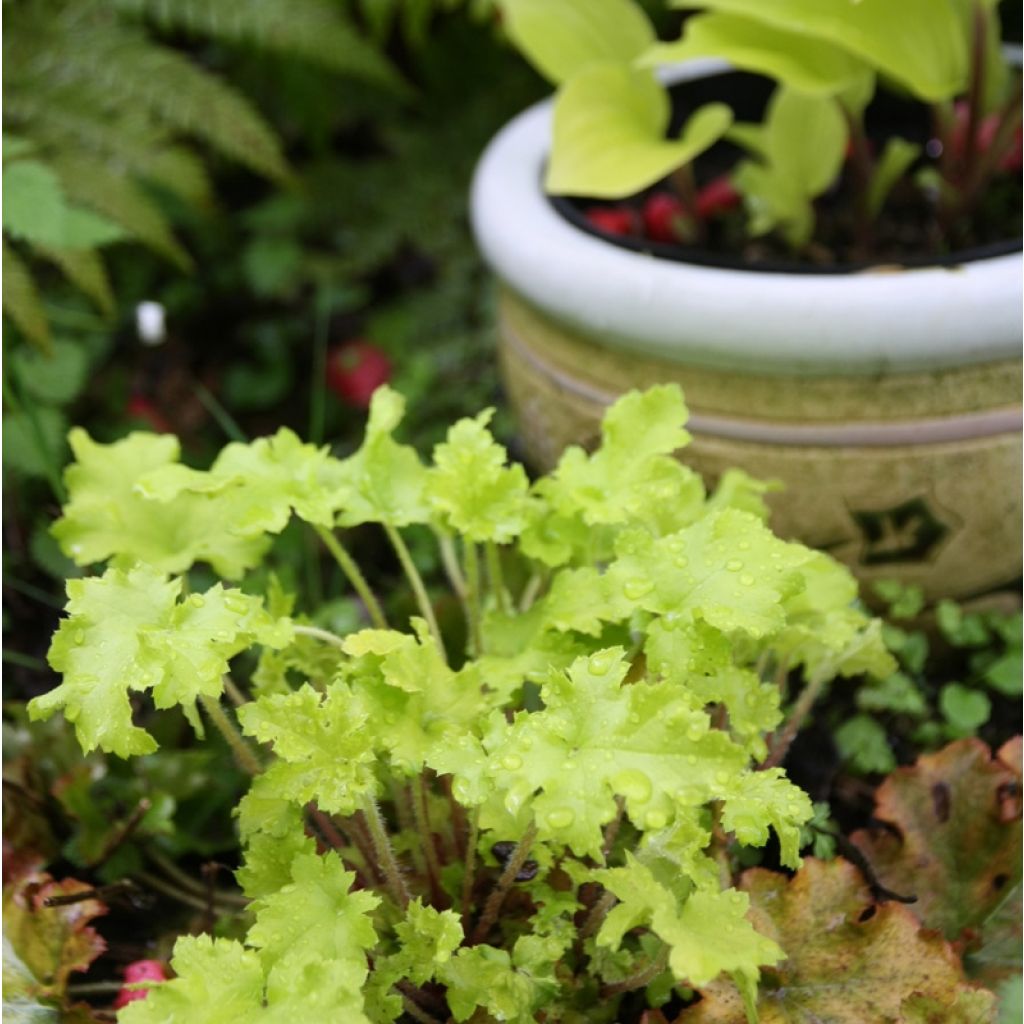 Heuchera Citronelle - Purpurglöckchen