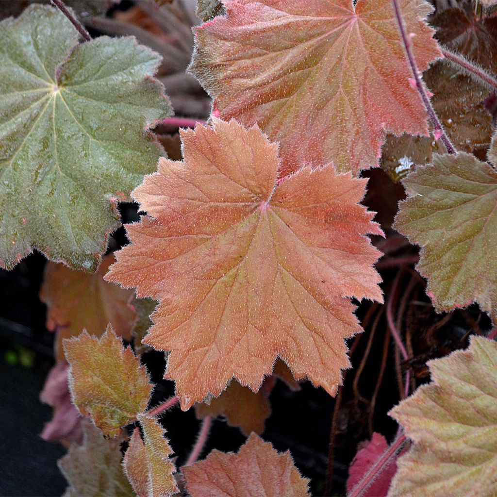 Heuchère - Heuchera Bronze Beauty