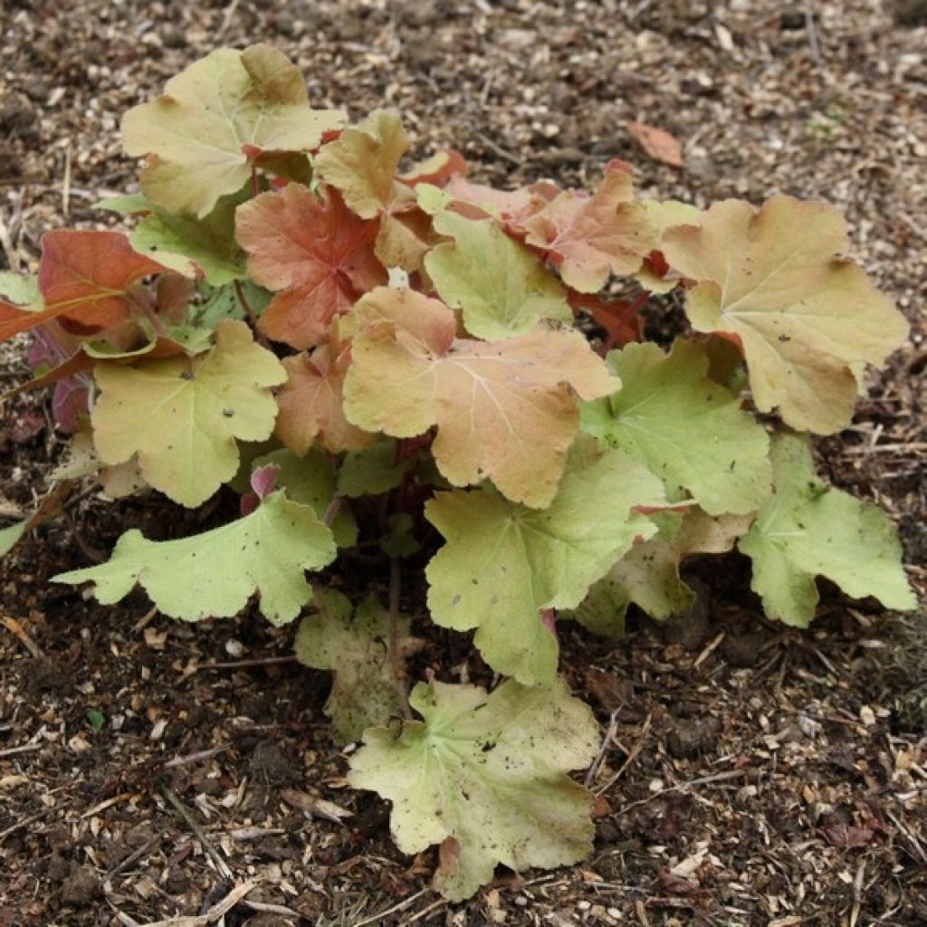 Heuchera Caramel - Purpurglöckchen