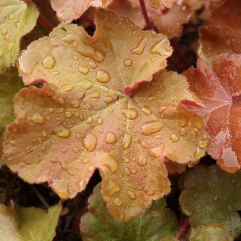 Heuchera Caramel - Purpurglöckchen