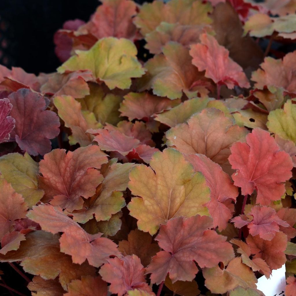 Heuchère - Heuchera Cherry Cola