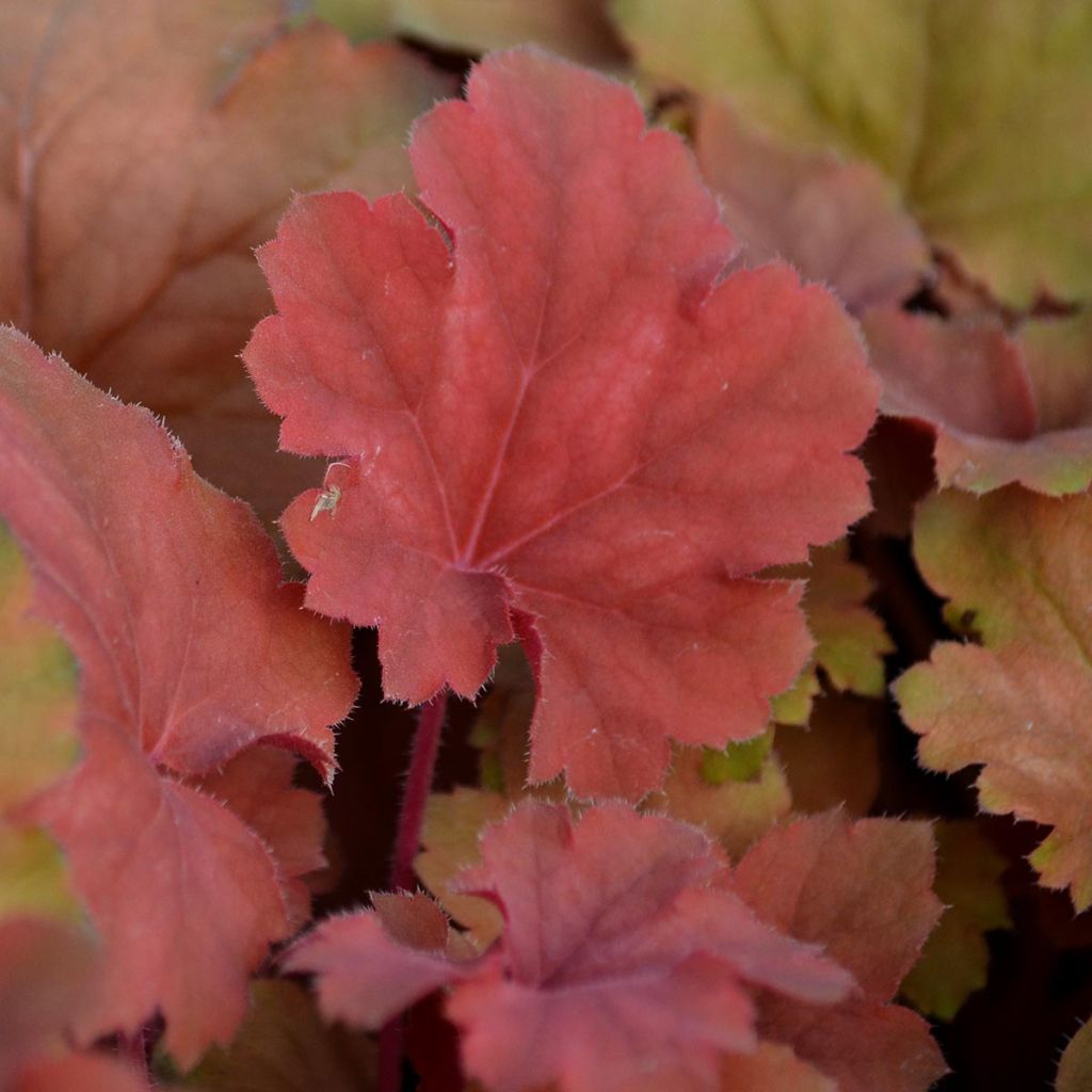 Heuchère - Heuchera Cherry Cola