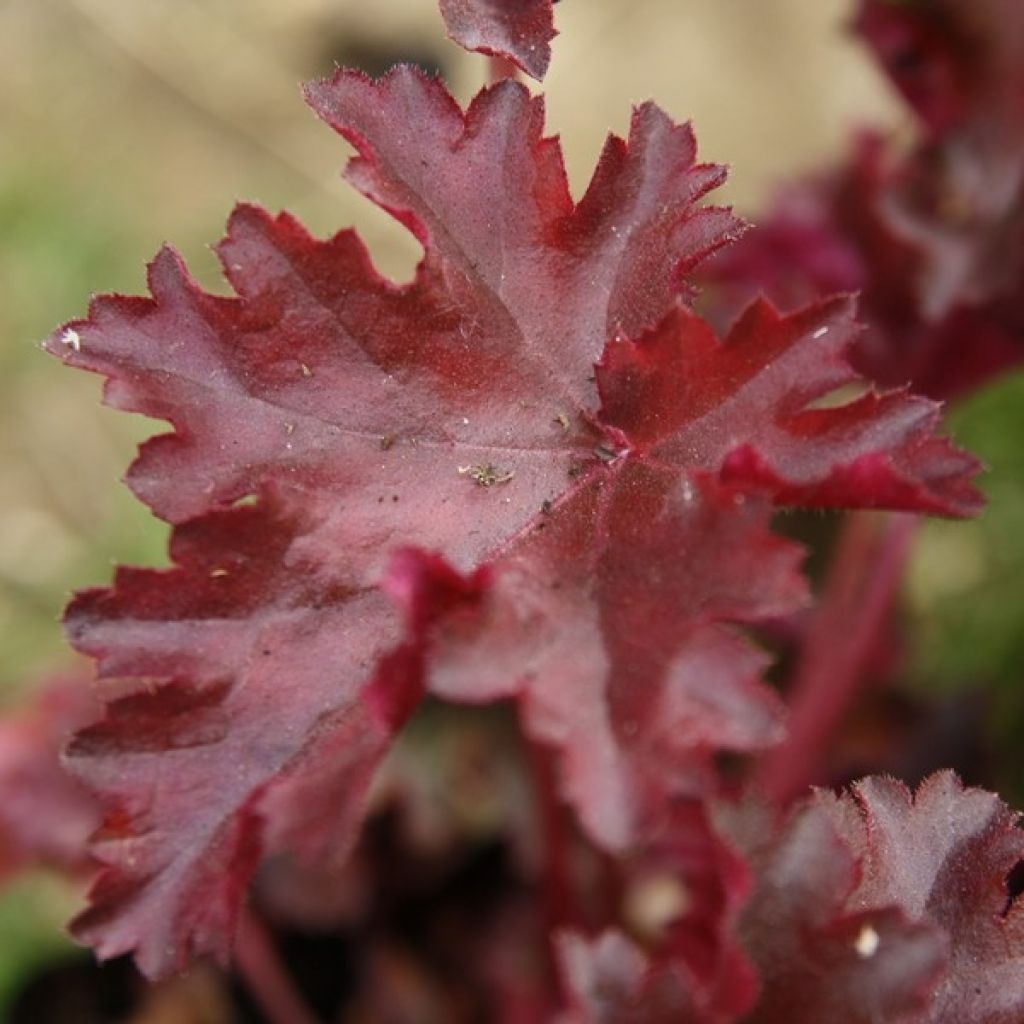 Heuchera Chocolate Ruffle - Purpurglöckchen